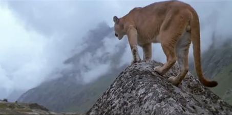 singa gunung adalah kucing besar